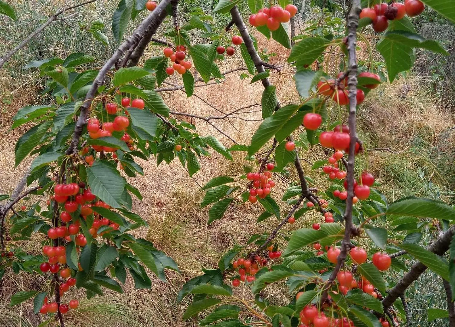 Farm stay Agriturismo U Muinettu La Spezia Italy