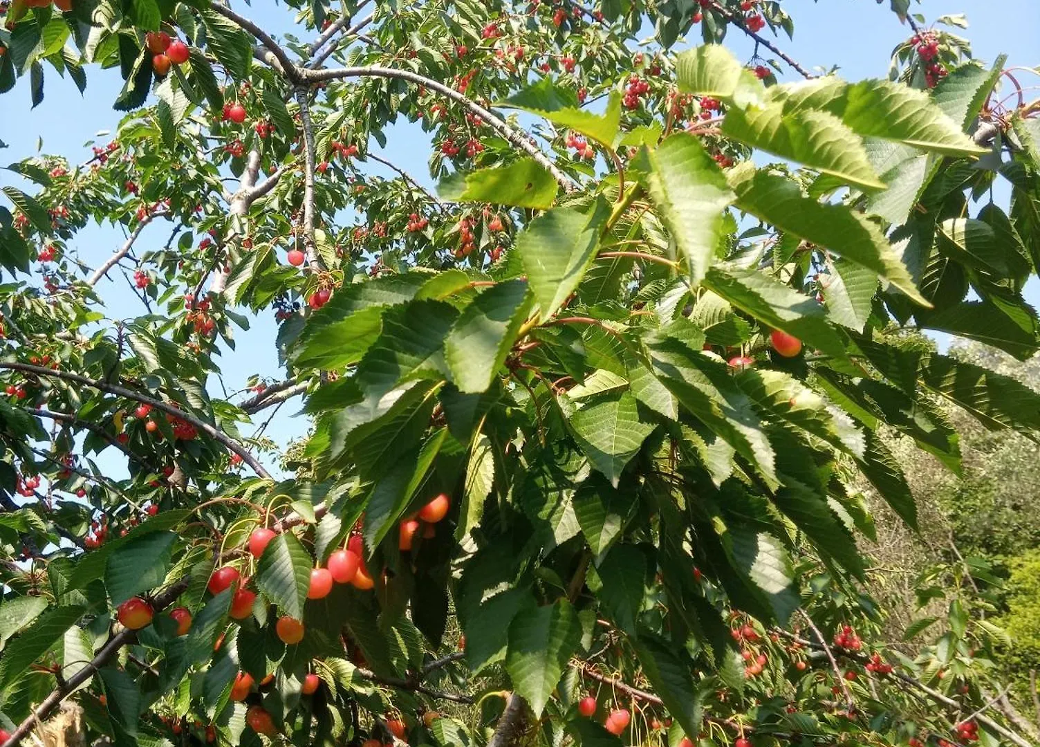 Agriturismo U Muinettu La Spezia Farm stay