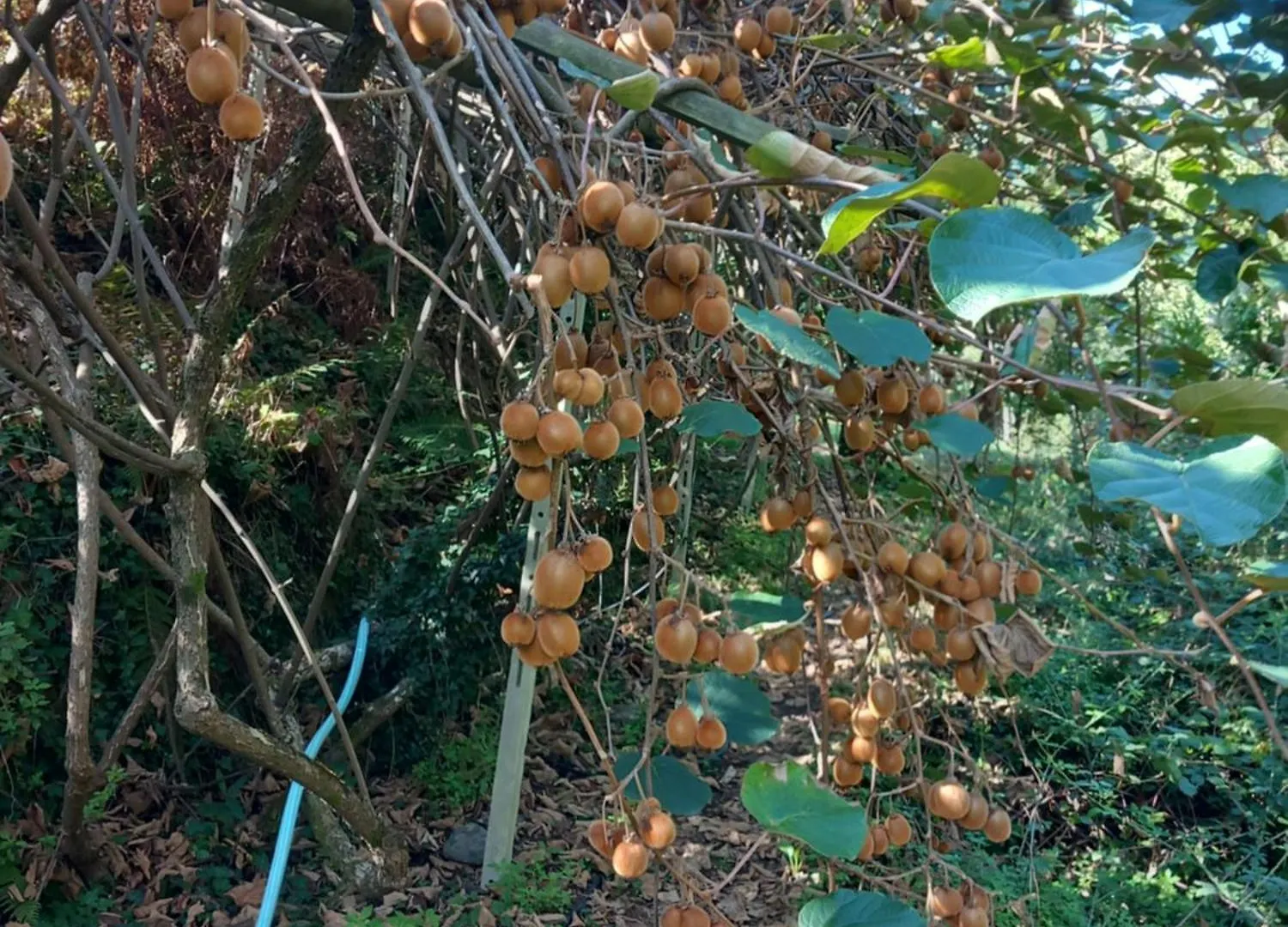 Agriturismo U Muinettu La Spezia