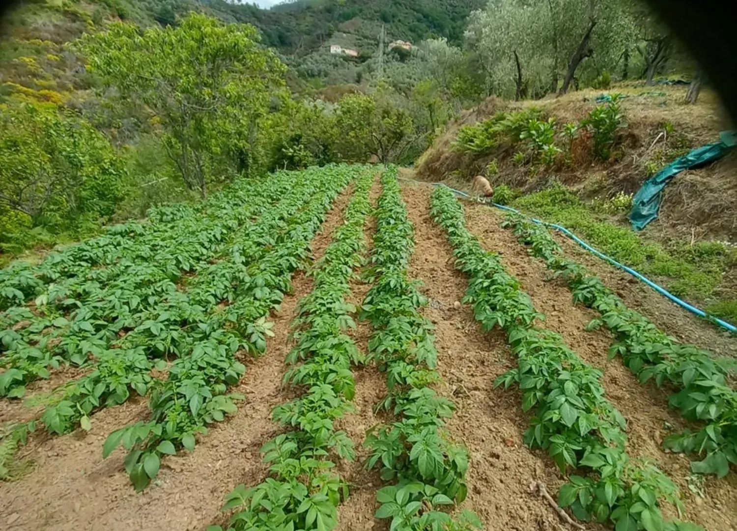 Farm stay Agriturismo U Muinettu La Spezia Italy